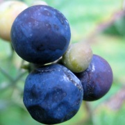 Blue cohosh seeds